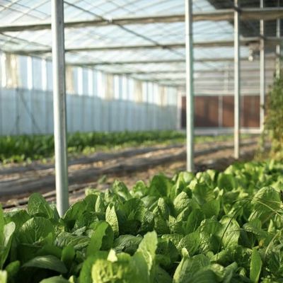 Großes Gewächshaus-Hydroponisches System mit Leistungspaket Bruttogewicht 100.000 kg