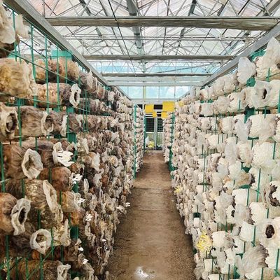 Großes Gewächshaus-Hydroponisches System mit Leistungspaket Bruttogewicht 100.000 kg