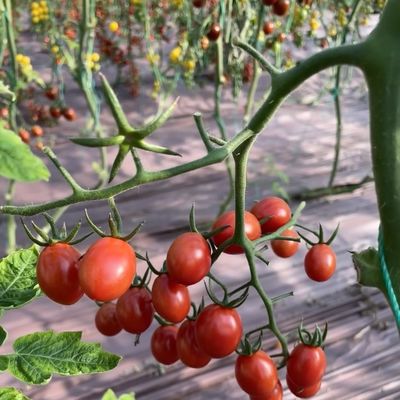 Hydroponisches Gewächshaus mit Stahlkonstruktion und Glasdach für den großen Blumenbau und -pflanzen