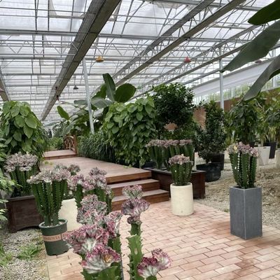 JX-A00259 Chinesische Herkunft Hydroponisches Glas Gewächshaus für den Blumenanbau zu erschwinglichen Preisen