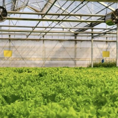 Doppelschicht-Mehrsystem-Glasgewächshaus für den Blumenbau Erste Zahlung erforderlich