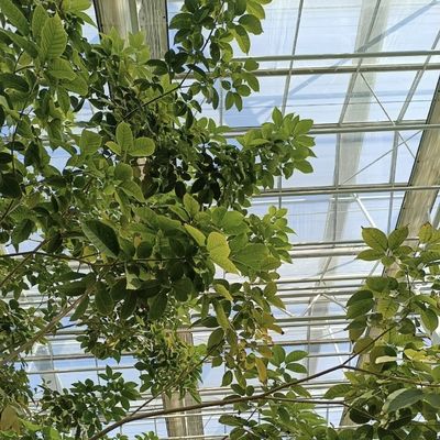Glasgewächshaus chinesischer Herkunft für den Blumenanbau