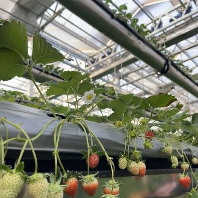 Rückerstattungen Doppelschicht-Tropfenbewässerung Glasgewächshaus für den Blumenbau