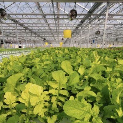 Rückerstattungen Doppelschicht-Tropfenbewässerung Glasgewächshaus für den Blumenbau