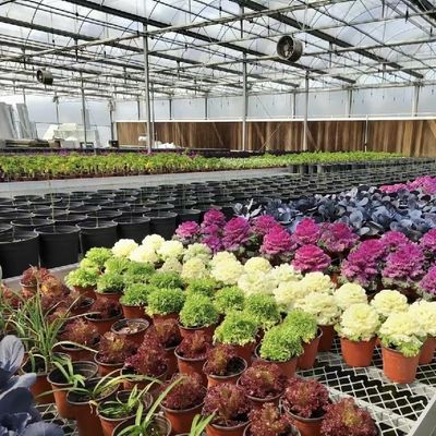 Großes Glasgewächshaus chinesischer Herkunft für den Blumenanbau