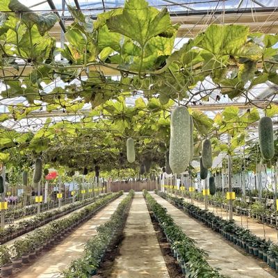 Hydroponisches Glas Gewächshaus für den Blumenwuchs in einem Dach