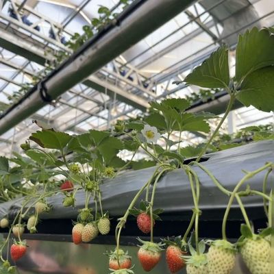 Anforderung Glas Gewächshaus mit Blumensystem und angepasste Dachform