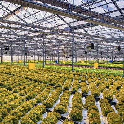Anforderung Glas Gewächshaus mit Blumensystem und angepasste Dachform