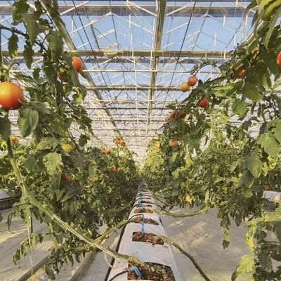 Anforderung Glas Gewächshaus mit Blumensystem und angepasste Dachform