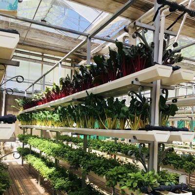 Transformieren Sie Ihr Blumenzuchtgeschäft mit einem einlagigen hydroponischen Glasgewächshaus