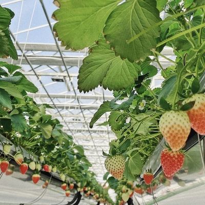 Transformieren Sie Ihr Blumenzuchtgeschäft mit einem einlagigen hydroponischen Glasgewächshaus