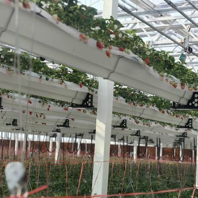 Glas Gewächshaus Hydroponik System für Blumen wachsen eine Art Dach kundenspezifische Anfrage