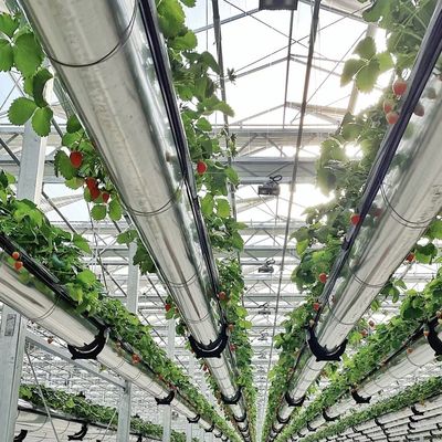 Glas Gewächshaus Hydroponik System für Blumen wachsen eine Art Dach kundenspezifische Anfrage