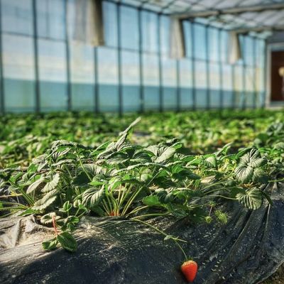 Hydroponisches Blütensystem in Stahlkonstruktion Float Glass Gewächshaus mit Anpassung