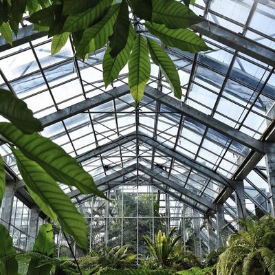 Hydroponisches Blütensystem in Stahlkonstruktion Float Glass Gewächshaus mit Anpassung