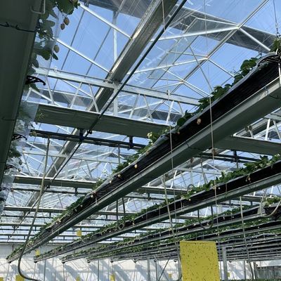 Hydroponisches Blütensystem in Stahlkonstruktion Float Glass Gewächshaus mit Anpassung