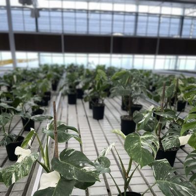Gewerbliche Gewächshäuser für den Blumenanbau und die Landwirtschaft