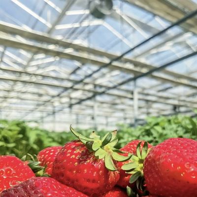 Doppelschichtglas Gewächshaus Hydroponik System für den Blumenbau 30 Tage Rückerstattung