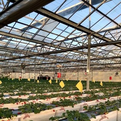 Multi-System Glas Gewächshaus für Blumen Anpassung nach Ihren Vorgaben