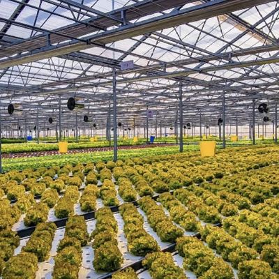 Multi-System Glas Gewächshaus für Blumen Anpassung nach Ihren Vorgaben