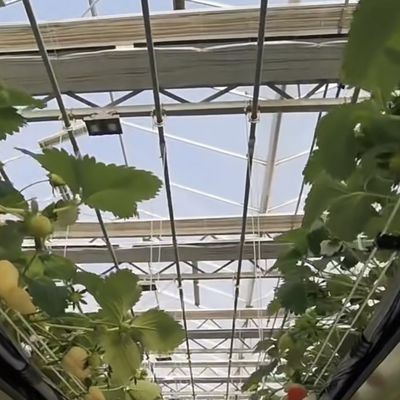 Große Schattierungsglas-Gewächshaus-Hydroponik-System für einen optimalen Anbau