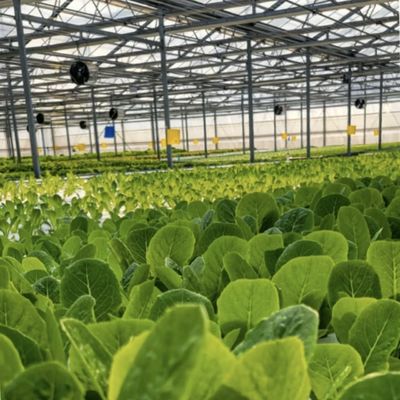 Große Schattierungsglas-Gewächshaus-Hydroponik-System für einen optimalen Anbau