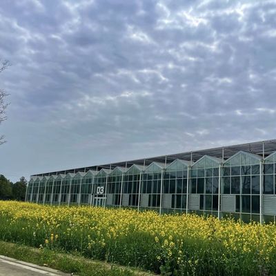 Anfängliche Zahlung Chinesischer Ursprung Glasgewächshaus mit Hydroponisches System Multi Span