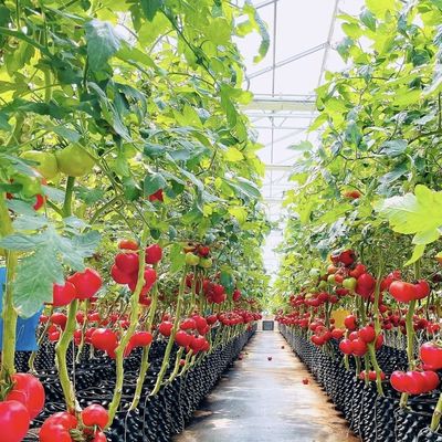 Anfängliche Zahlung Chinesischer Ursprung Glasgewächshaus mit Hydroponisches System Multi Span
