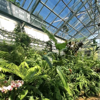 Anfängliche Zahlung Chinesischer Ursprung Glasgewächshaus mit Hydroponisches System Multi Span
