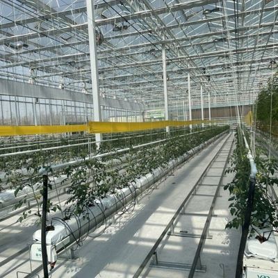 Hochlichtübertragungsglasgewächshaus für Gemüse Rückerstattungen bis zu 30 Tage