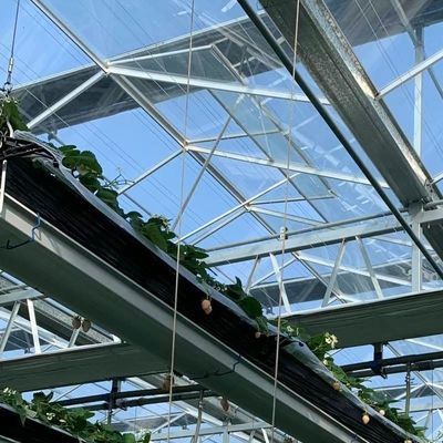 Große Glasgewächshäuser Das perfekte Umfeld für den Hydroponischen Gemüseanbau