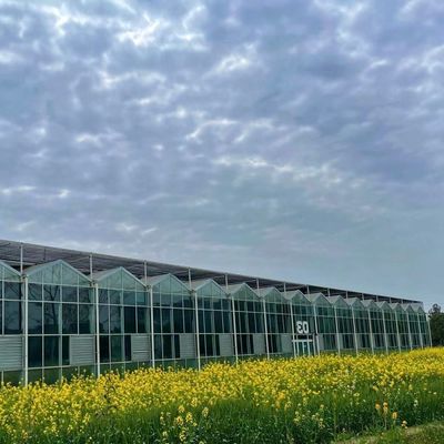 Ein schlankes Glasgewächshaus mit hydroponischem Gemüseanbau erhöht die Effizienz Ihrer Landwirtschaft