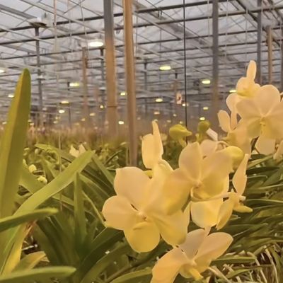 Ein schlankes Glasgewächshaus mit hydroponischem Gemüseanbau erhöht die Effizienz Ihrer Landwirtschaft