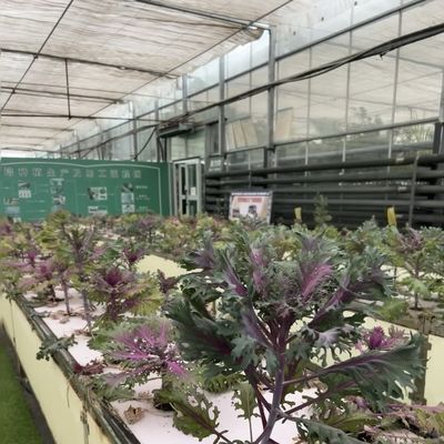 Ein schlankes Glasgewächshaus mit hydroponischem Gemüseanbau erhöht die Effizienz Ihrer Landwirtschaft