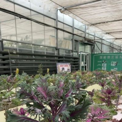 Ein vernünftiges Glasgewächshaushydroponisches System für maximale Raumnutzung