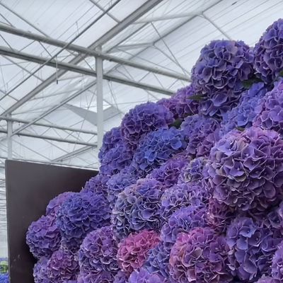 Hydroponisches Glas Gewächshaus für große Gemüseanlagen