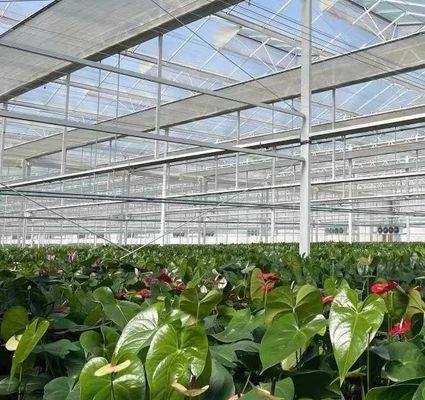 Hydroponik-Glasgewächshaus mit Schattierungsschirm-System Paket Bruttogewicht 80.000kg