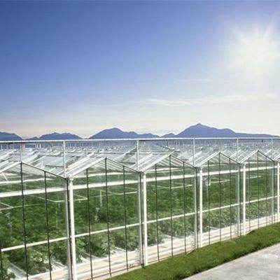 Fortgeschrittene hydroponische Pflanzen in großen Glasgewächshäusern