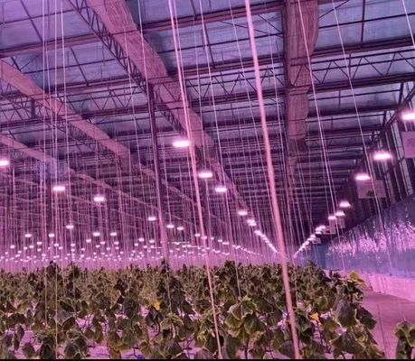 Gewerbliches Gewächshaus JX-h0075 Hydroponisches Anbausystem für die Gemüseproduktion