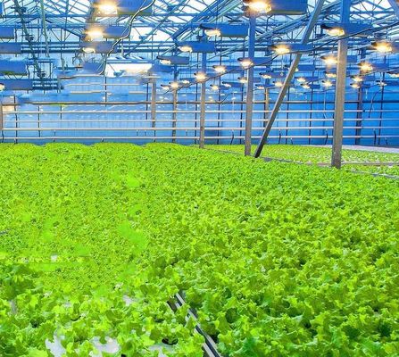 Gewerbliches Gewächshaus JX-h0075 Hydroponisches Anbausystem für die Gemüseproduktion