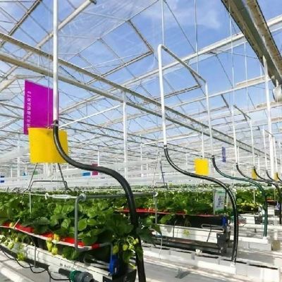 Hydroponisches Dachsystem für Glas-Gewächshausgemüse