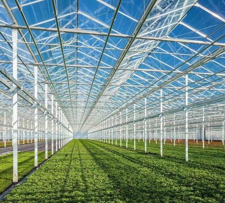 Stahlstruktur Venlo Hydroponik-Anbausystem für den hydroponischen Gemüseanbau