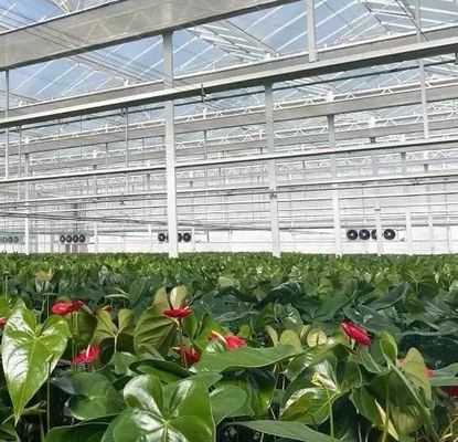 Stahlstruktur Venlo Hydroponik-Anbausystem für den hydroponischen Gemüseanbau