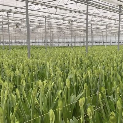 Hydroponisches Anbausystem Glasgewächshaus für Doppelschichtdachform