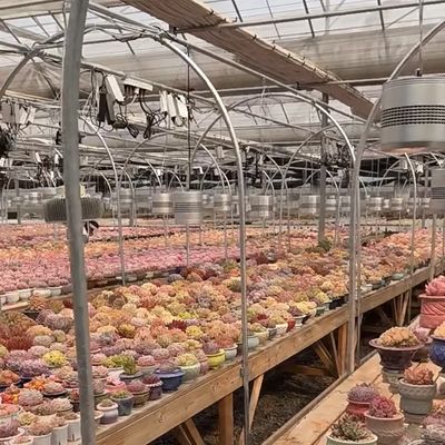 Hydroponisches Anbausystem Glasgewächshaus für Doppelschichtdachform