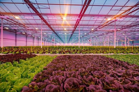 80.000kg Paket Bruttogewicht Glasgewächshaus mit Hydroponik und Versandkosten