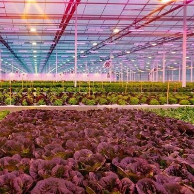 Typ Dachhydroponik-Anbausystem für die Anforderungen Ihres Kunden