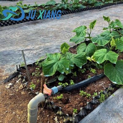 Pflanzen/Gemüse/Frucht/Blumen-Kontrollumgebung Hydroponisches Pflanzen-Gewächshaus